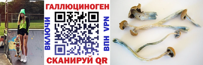 Галлюциногенные грибы Psilocybe  хочу   Заозёрск 